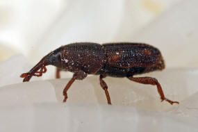 Sitophilus oryzae / Reiskfer / Reis-Kornkfer / Rsselkfer - Curculionidae - Dryophthorinae