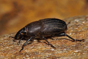 Sphenophorus striatopunctatus / Lieschgrasrssler / Rsselkfer - Curculionidae - Dryophthorinae