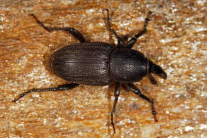 Sphenophorus striatopunctatus / Lieschgrasrssler / Rsselkfer - Curculionidae - Dryophthorinae
