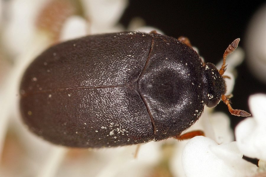 Attagenus unicolor / Dunkler Pelzkfer / Speckkfer - Dermestidae