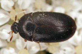 Attagenus unicolor / Dunkler Pelzkfer / Speckkfer - Dermestidae