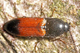 Ampedus balteatus / Gegrtelter Schnellkfer / Schnellkfer - Elateridae - Ampedinae