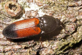 Ampedus balteatus / Gegrtelter Schnellkfer / Schnellkfer - Elateridae - Ampedinae