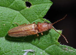 Athous bicolor / Zweifarbiger Laubschnellkfer / Schnellkfer - Elateridae - Athoinae