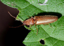 Athous bicolor / Zweifarbiger Laubschnellkfer / Schnellkfer - Elateridae - Athoinae