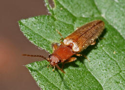 Athous bicolor / Zweifarbiger Laubschnellkfer / Schnellkfer - Elateridae - Athoinae