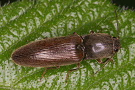 Athous haemorrhoidalis / Rotbauchiger Laub-Schnellkfer / Schnellkfer - Elateridae - Athoinae