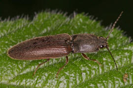 Athous haemorrhoidalis / Rotbauchiger Laub-Schnellkfer / Schnellkfer - Elateridae - Athoinae