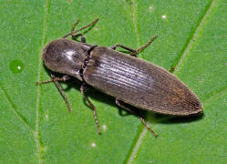 Athous haemorrhoidalis / Rotbauchiger Laub-Schnellkfer / Schnellkfer - Elateridae - Athoinae