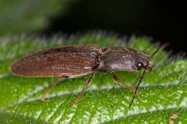 Athous haemorrhoidalis / Rotbauchiger Laub-Schnellkfer / Schnellkfer - Elateridae - Athoinae