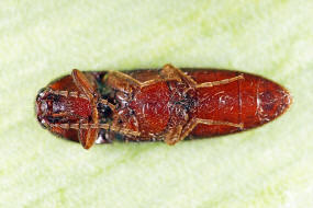 Brachygonus megerlei / Ohne deutschen Namen / Schnellkfer - Elateridae - Ampedinae