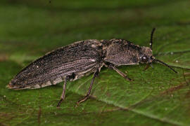 Cidnopus pilosus / Ohne deutschen Namen / Schnellkfer - Elateridae - Dendrometrinae