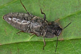 Cidnopus pilosus / Ohne deutschen Namen / Schnellkfer - Elateridae - Dendrometrinae