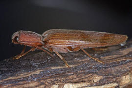 Stenagostus rhombeus / Ohne deutschen Namen / Schnellkfer - Elateridae - Athoinae