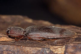 Stenagostus rhombeus / Ohne deutschen Namen / Schnellkfer - Elateridae - Athoinae