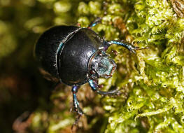 Anoplotrupes stercorosus / Waldmistkfer / Mistkfer - Geotrupidae