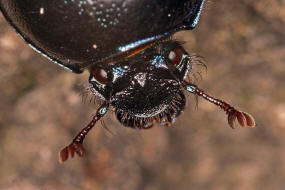 Anoplotrupes stercorosus / Waldmistkfer / Mistkfer - Geotrupidae