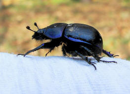 Anoplotrupes stercorosus / Waldmistkfer / Mistkfer - Geotrupidae