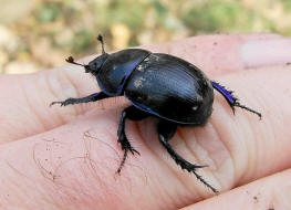 Anoplotrupes stercorosus / Waldmistkfer / Mistkfer - Geotrupidae