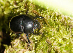 Anoplotrupes stercorosus / Waldmistkfer / Mistkfer - Geotrupidae