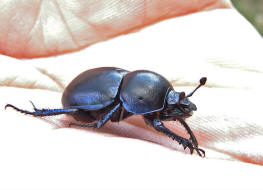 Anoplotrupes stercorosus / Waldmistkfer / Mistkfer - Geotrupidae