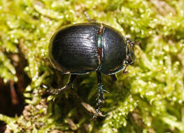 Anoplotrupes stercorosus / Waldmistkfer / Mistkfer - Geotrupidae