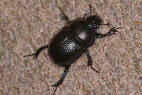 Anoplotrupes stercorosus / Waldmistkfer / Mistkfer - Geotrupidae