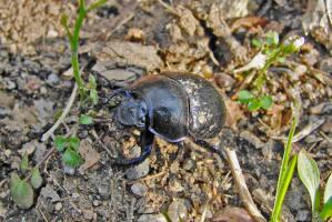 Anoplotrupes stercorosus / Waldmistkfer / Mistkfer - Geotrupidae