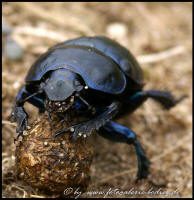 Anoplotrupes stercorosus / Waldmistkfer (mit "Kotpille) / Mistkfer - Geotrupidae (Foto: Dieter Rinow)