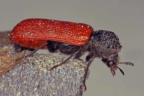 Bostrichus capucinus / Karminroter Kapuzinerkfer / Holzbohrkfer - Bostrichidae