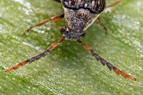 Bruchidius varius / Variabler Samenkfer / Samenkfer - Bruchidae