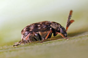 Bruchidius varius / Variabler Samenkfer / Samenkfer - Bruchidae