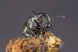 Bruchidius villosus / Ginster-Samenkfer / Samenkfer - Bruchidae
