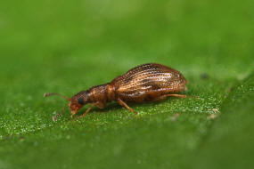 Cartodere bifasciatus / Gestreifter Schimmelkfer / Moderkfer - Latridiidae