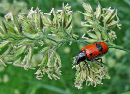 Clytra laeviuscula / Roter Ameisen-Sackkfer / Familie: Blattkfer - Chrysomelidae / Unterfamilie: Clytrinae