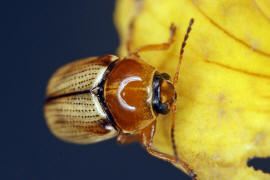 Cryptocephalus fulvus / Sandrasen-Fallkfer / Blattkfer - Chrysomelidae - Cryptocephalinae