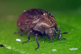 Cytilus sericeus / Vernderlicher Pillenkfer / Pillenkfer - Byrrhidae