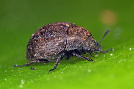 Cytilus sericeus / Vernderlicher Pillenkfer / Pillenkfer - Byrrhidae