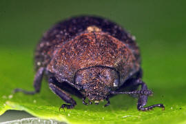 Cytilus sericeus / Vernderlicher Pillenkfer / Pillenkfer - Byrrhidae