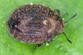 Cytilus sericeus / Vernderlicher Pillenkfer / Pillenkfer - Byrrhidae