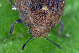 Cytilus sericeus / Vernderlicher Pillenkfer / Pillenkfer - Byrrhidae