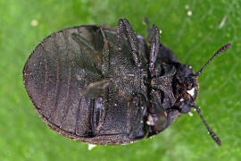 Cytilus sericeus / Vernderlicher Pillenkfer / Pillenkfer - Byrrhidae