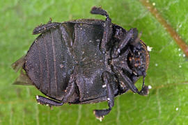 Cytilus sericeus / Vernderlicher Pillenkfer / Pillenkfer - Byrrhidae