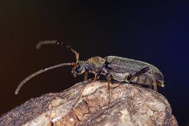 Grammoptera ruficornis / Rothrniger Bltenbock / Bockkfer - Cerambycidae - Schmalbcke - Lepturinae