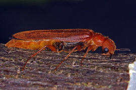 Hylecoetus dermestoides / Sgehrniger Werftkfer / Werftkfer - Lymexylidae