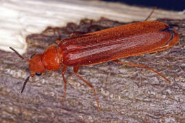 Hylecoetus dermestoides / Sgehrniger Werftkfer / Werftkfer - Lymexylidae