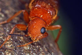 Hylecoetus dermestoides / Sgehrniger Werftkfer / Werftkfer - Lymexylidae