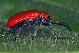 Lilioceris lilii / Lilienhhnchen / Blattkfer - Chrysomelidae