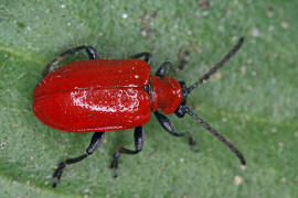 Lilioceris lilii / Lilienhhnchen / Blattkfer - Chrysomelidae