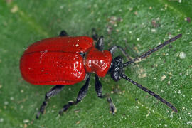 Lilioceris lilii / Lilienhhnchen / Blattkfer - Chrysomelidae